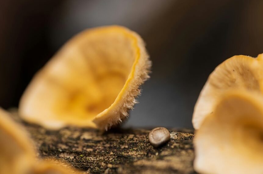 growth statistics and analysis